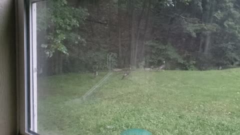 Backyard Birds