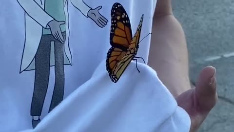 Monarch Butterfly Relaxed