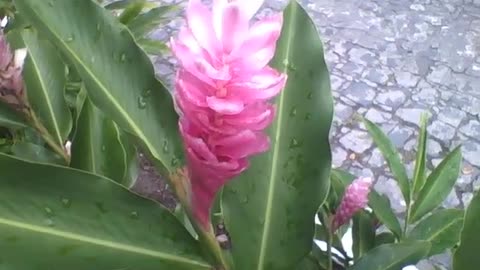 Beautiful pink alpine flowers with raindrops in the park, a pretty plant! [Nature & Animals]