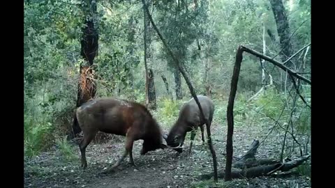 Sambar Deer Behaviour. Play