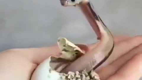 Baby Cobra Hatching From Egg #shorts #viral #shortsvideo #video