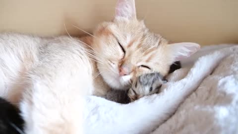 Mother cat sleeps surrounded by baby kittens