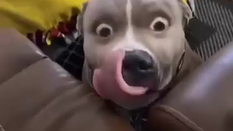 funny animal videos