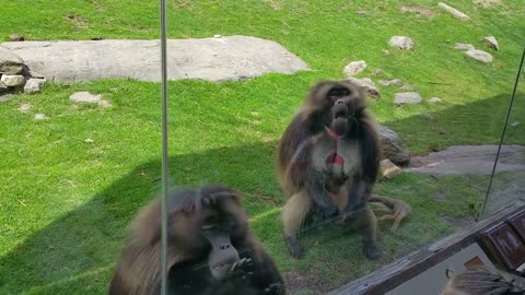 Chimpanzees Attack from behind the glass at the Zoo