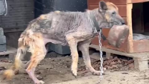 Poor dog thanks to rescuers giving him life 🙏🏻