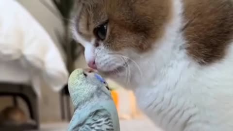 so cute parrot and cat's friend so nice