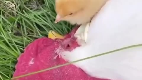 Hen Acting Like a Dead Chicken 😂 |Kids Checking on Their Hen Mom