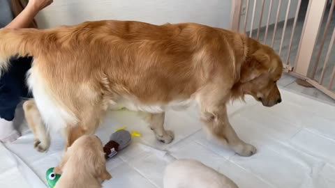 Golden Retriever Dad Meets His 11 Puppies