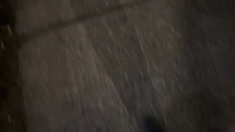 a crab goes night walking