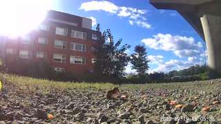 Chipmunk eating in the wild