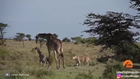 The 100 Wildest Animal Fights Ever