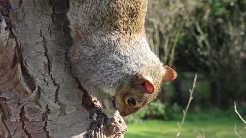 Squirrel eating1