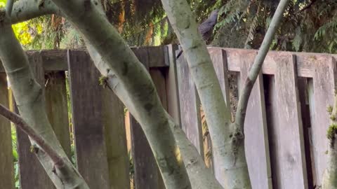 Flicker on the Fence