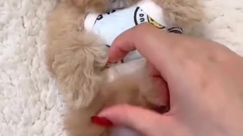 Adorable Puppy Getting His Belly Rubbed! You Must See This Adorable Little Pup!