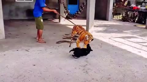 Play tiger to scare the dog