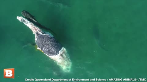 FEEDING FRENZY! Tiger Sharks Munch on Humpback Whale Carcass