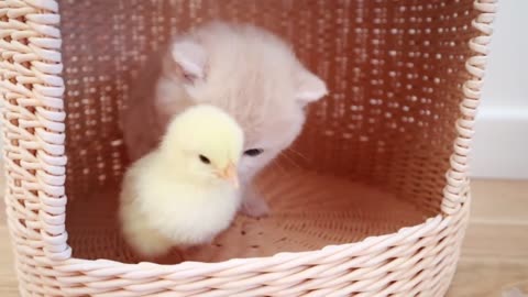 Kittens walk with a tiny chicken