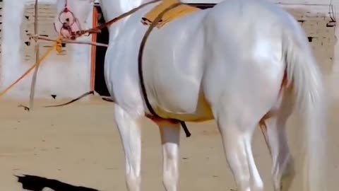 Pretty Horse