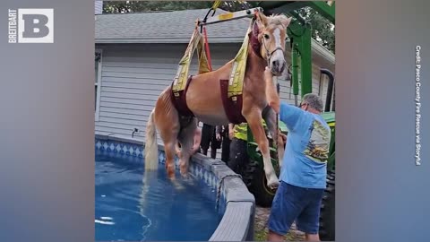 Florida Firefighters Remove Horse Stuck in Pool Using Tractor