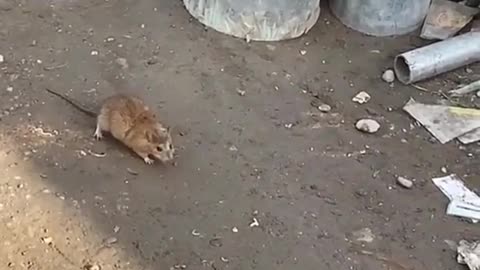 Animal: Rat be attacked by weasel