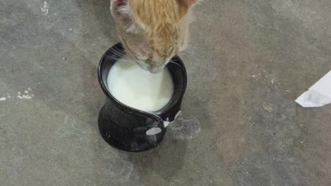 Lovely cat drinking milk