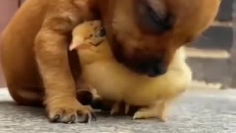 Dog vs 🐓 coq