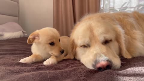 Golden Retriever is tired of playing with a Puppy