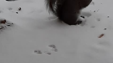 Snow Squirrel