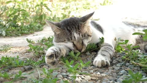 Purrfectly Hilarious: Cats Caught on Camera in Cattitude-Inducing Capers!