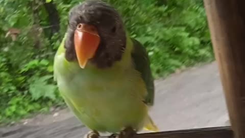 Parrot Whistles and Chirping