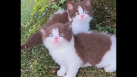 Beautiful cats 😍😻