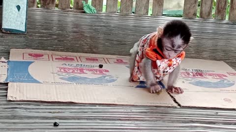 Joyce enjoy playing with amal run eating berry