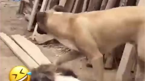 Viral funny animals Video Cute cats and dogs Rumble Do dogs Full