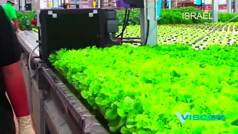 An inside look at a commercial hydroponic farm.