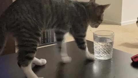 Cat Must Track Before Drinking Water