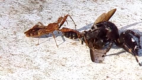 Jumping spider takes wasp from Assassin bug