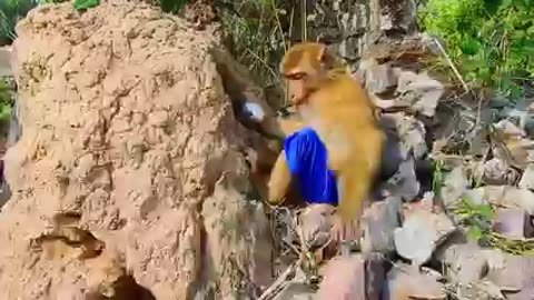 Are You Delicious! Monkey 🐒 Found Cooking Egg Very Well