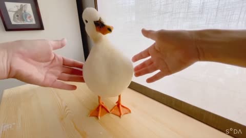 A duck that looks comfortable