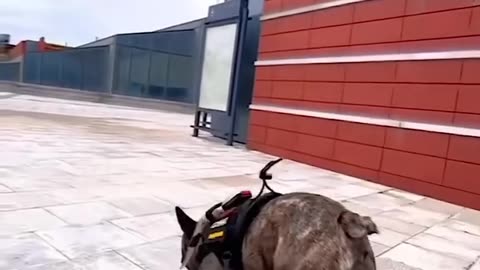 dog riding a skateboard