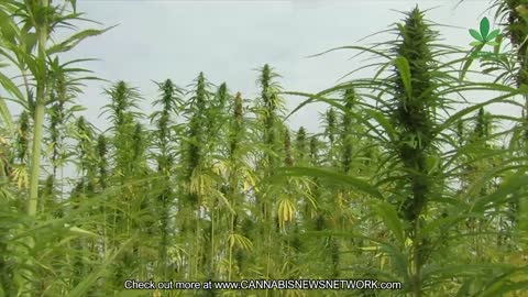 Corruption frustrates hemp producers in Portugal