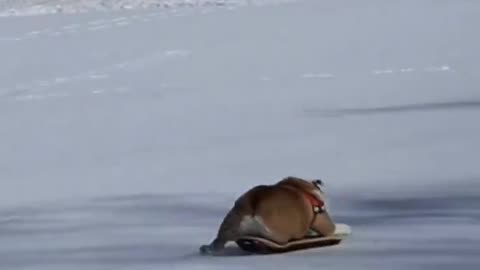 Dog skating on the snow 😂