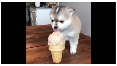 cute puppie love ice cream #cute # funny pet #funny dogs # cute puppies