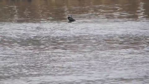 bird swallows a big fish by ani male