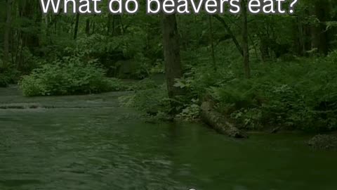 Beaver Fact 4 - What do beavers eat?