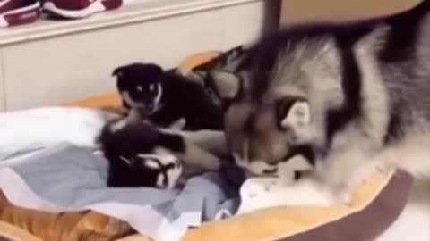 Funny Animal Videos that Make Me Burstnto Tears Laughing (CUTE) #shorts