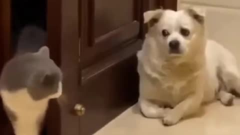 Funny cat and dog video compilation 2023🐶🐺