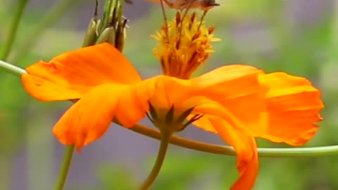 A Stunning Butterfly And Flower Up Close