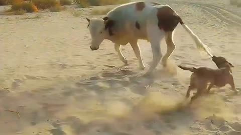 Dog and cow fight