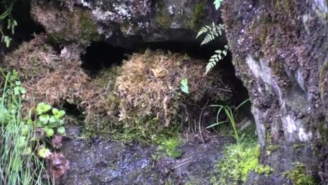 Dipper Chicks Feeding Bird Songbird Nest Wildlife