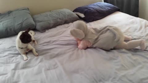 Dog confused by baby dressed in mouse costume